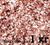 Чешуйки Блискітки рожеве золото (1 кг) 7218 фото