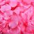 Лепестки роз розовые (50г) 3581 фото